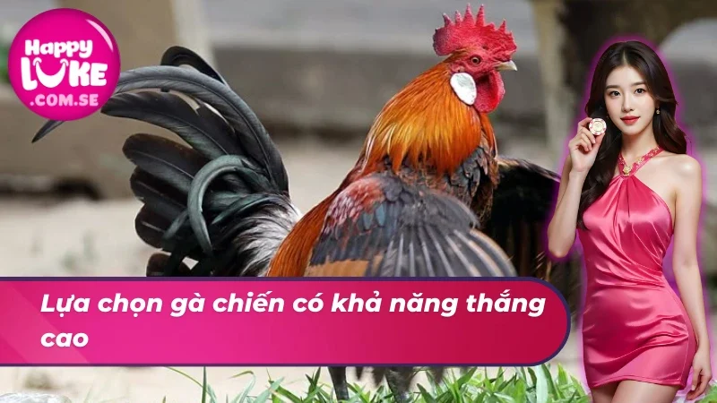 Lựa chọn gà chiến có khả năng thắng cao trong đá gà cựa dao